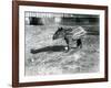 A Young Malayan Tapir at London Zoo, 5th October 1921-Frederick William Bond-Framed Photographic Print