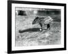 A Young Malayan Tapir at London Zoo, 5th October 1921-Frederick William Bond-Framed Photographic Print