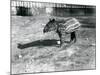 A Young Malayan Tapir at London Zoo, 5th October 1921-Frederick William Bond-Mounted Photographic Print