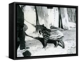 A Young Malayan Tapir with Keeper at London Zoo, 18th October 1921-Frederick William Bond-Framed Stretched Canvas