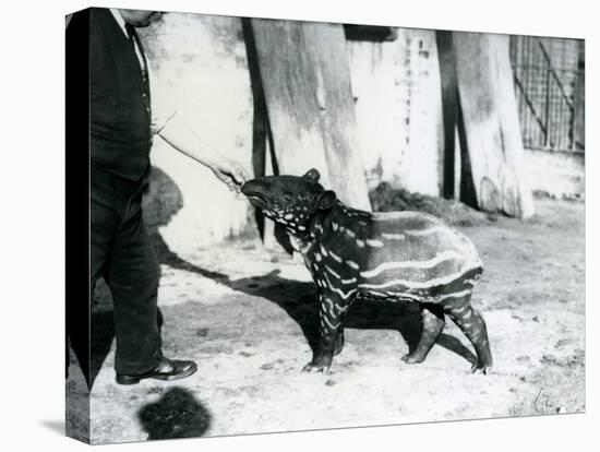 A Young Malayan Tapir with Keeper at London Zoo, 18th October 1921-Frederick William Bond-Stretched Canvas