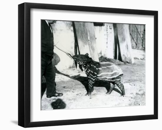 A Young Malayan Tapir with Keeper at London Zoo, 18th October 1921-Frederick William Bond-Framed Premium Photographic Print