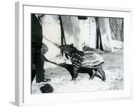 A Young Malayan Tapir with Keeper at London Zoo, 18th October 1921-Frederick William Bond-Framed Photographic Print