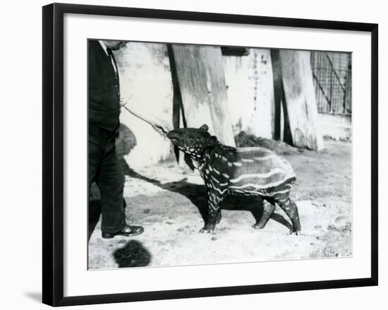 A Young Malayan Tapir with Keeper at London Zoo, 18th October 1921-Frederick William Bond-Framed Photographic Print