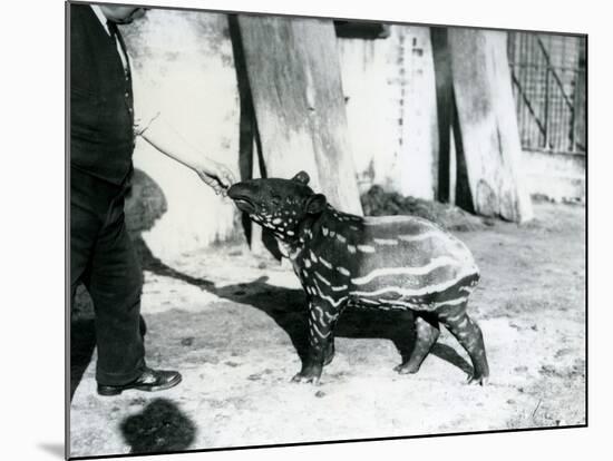 A Young Malayan Tapir with Keeper at London Zoo, 18th October 1921-Frederick William Bond-Mounted Photographic Print