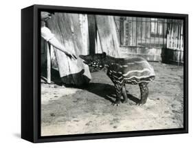 A Young Malayan Tapir with Keeper at London Zoo, 18th October 1921-Frederick William Bond-Framed Stretched Canvas