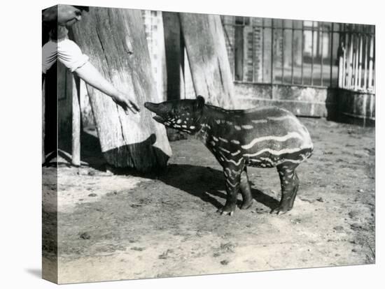 A Young Malayan Tapir with Keeper at London Zoo, 18th October 1921-Frederick William Bond-Stretched Canvas