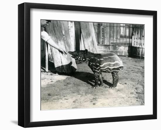 A Young Malayan Tapir with Keeper at London Zoo, 18th October 1921-Frederick William Bond-Framed Premium Photographic Print