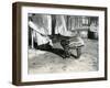 A Young Malayan Tapir with Keeper at London Zoo, 18th October 1921-Frederick William Bond-Framed Photographic Print