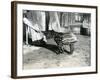 A Young Malayan Tapir with Keeper at London Zoo, 18th October 1921-Frederick William Bond-Framed Photographic Print