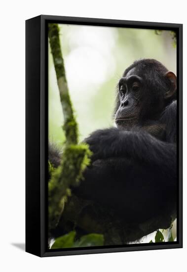A Young Male Chimpanzee in Kibale National Park, Uganda-Neil Losin-Framed Stretched Canvas