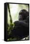 A Young Male Chimpanzee in Kibale National Park, Uganda-Neil Losin-Framed Stretched Canvas