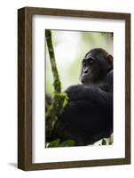 A Young Male Chimpanzee in Kibale National Park, Uganda-Neil Losin-Framed Photographic Print