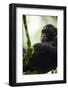 A Young Male Chimpanzee in Kibale National Park, Uganda-Neil Losin-Framed Photographic Print