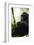 A Young Male Chimpanzee in Kibale National Park, Uganda-Neil Losin-Framed Photographic Print