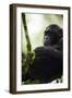 A Young Male Chimpanzee in Kibale National Park, Uganda-Neil Losin-Framed Photographic Print