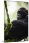 A Young Male Chimpanzee in Kibale National Park, Uganda-Neil Losin-Mounted Photographic Print