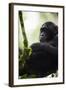 A Young Male Chimpanzee in Kibale National Park, Uganda-Neil Losin-Framed Photographic Print