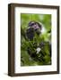 A Young Male Chimpanzee in Kibale National Park, Uganda-Neil Losin-Framed Photographic Print