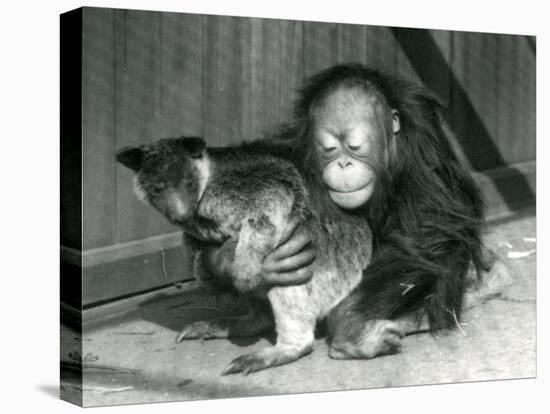 A Young Orangutan Hugs a Tree Kangaroo at London Zoo in 1927 (B/W Photo)-Frederick William Bond-Stretched Canvas