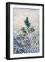 A young pine tree and frozen grass at Strensall Common Nature Reserve in mid-winter-John Potter-Framed Photographic Print