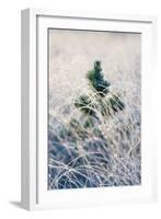 A young pine tree and frozen grass at Strensall Common Nature Reserve in mid-winter-John Potter-Framed Photographic Print