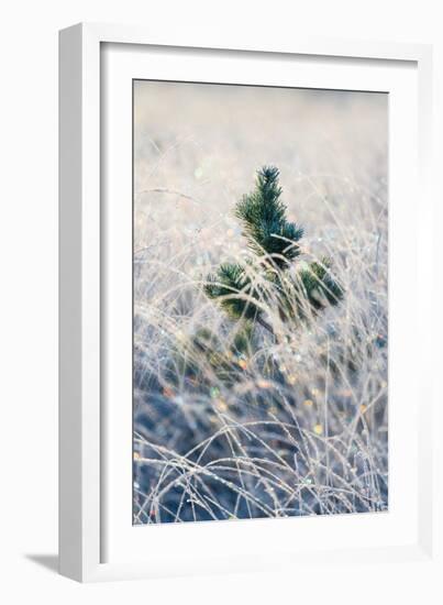 A young pine tree and frozen grass at Strensall Common Nature Reserve in mid-winter-John Potter-Framed Photographic Print