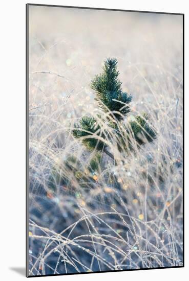 A young pine tree and frozen grass at Strensall Common Nature Reserve in mid-winter-John Potter-Mounted Photographic Print