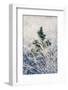 A young pine tree and frozen grass at Strensall Common Nature Reserve in mid-winter-John Potter-Framed Premium Photographic Print