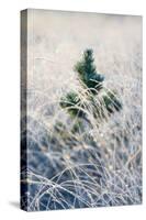 A young pine tree and frozen grass at Strensall Common Nature Reserve in mid-winter-John Potter-Stretched Canvas