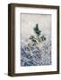 A young pine tree and frozen grass at Strensall Common Nature Reserve in mid-winter-John Potter-Framed Photographic Print