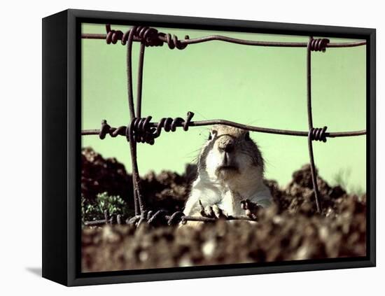 A Young Prairie Dog-null-Framed Stretched Canvas