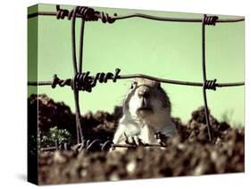 A Young Prairie Dog-null-Stretched Canvas