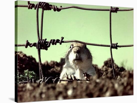 A Young Prairie Dog-null-Stretched Canvas