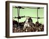 A Young Prairie Dog-null-Framed Premium Photographic Print