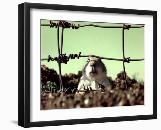 A Young Prairie Dog-null-Framed Premium Photographic Print