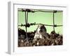 A Young Prairie Dog-null-Framed Premium Photographic Print