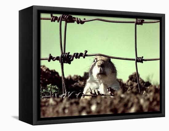 A Young Prairie Dog-null-Framed Stretched Canvas