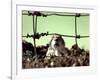 A Young Prairie Dog-null-Framed Photographic Print