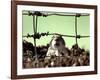 A Young Prairie Dog-null-Framed Photographic Print