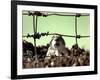 A Young Prairie Dog-null-Framed Photographic Print