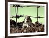 A Young Prairie Dog-null-Framed Photographic Print