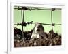 A Young Prairie Dog-null-Framed Photographic Print