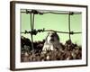 A Young Prairie Dog-null-Framed Photographic Print