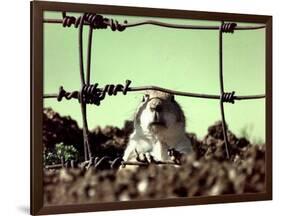 A Young Prairie Dog-null-Framed Photographic Print