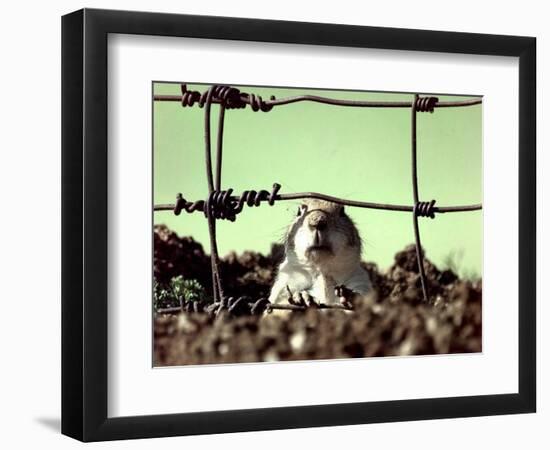 A Young Prairie Dog-null-Framed Photographic Print