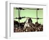 A Young Prairie Dog-null-Framed Photographic Print