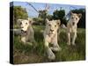 A Young Pride of Male and Female White Lions in the Grass.  South Africa.-Karine Aigner-Stretched Canvas