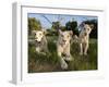 A Young Pride of Male and Female White Lions in the Grass.  South Africa.-Karine Aigner-Framed Photographic Print