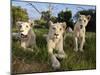 A Young Pride of Male and Female White Lions in the Grass.  South Africa.-Karine Aigner-Mounted Photographic Print